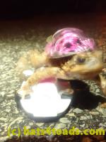/home//u458753944/public_html/sourcegallery//Roxborough Toad Detour/2023/2023-04-01/P4010663.JPG